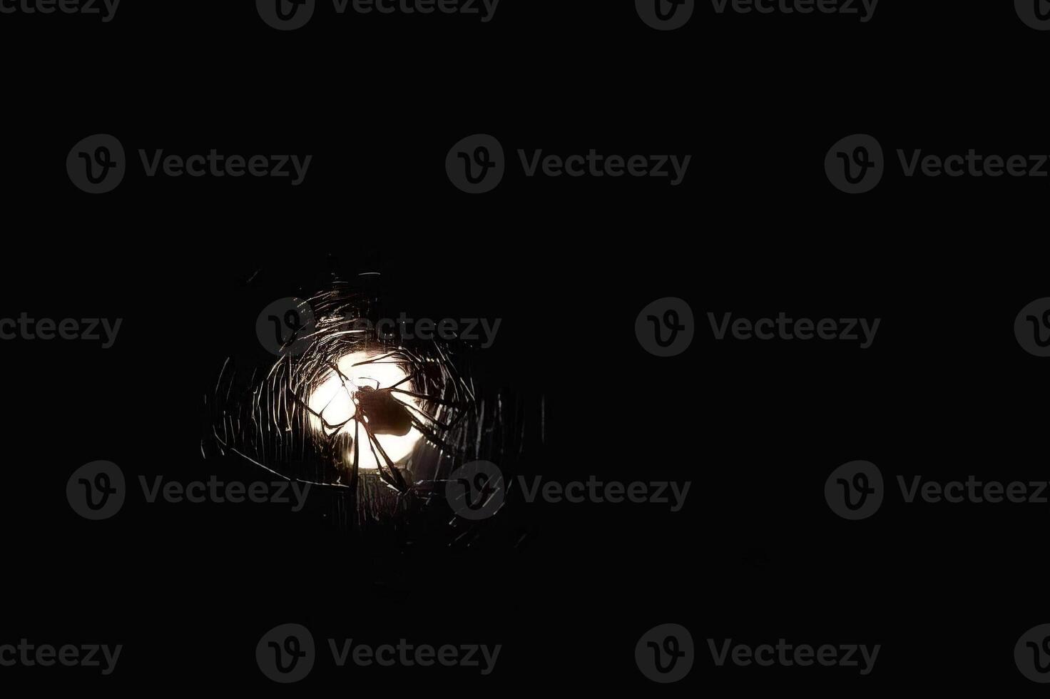 Spider in a Web Illuminated by Flash Photography at Midnight photo