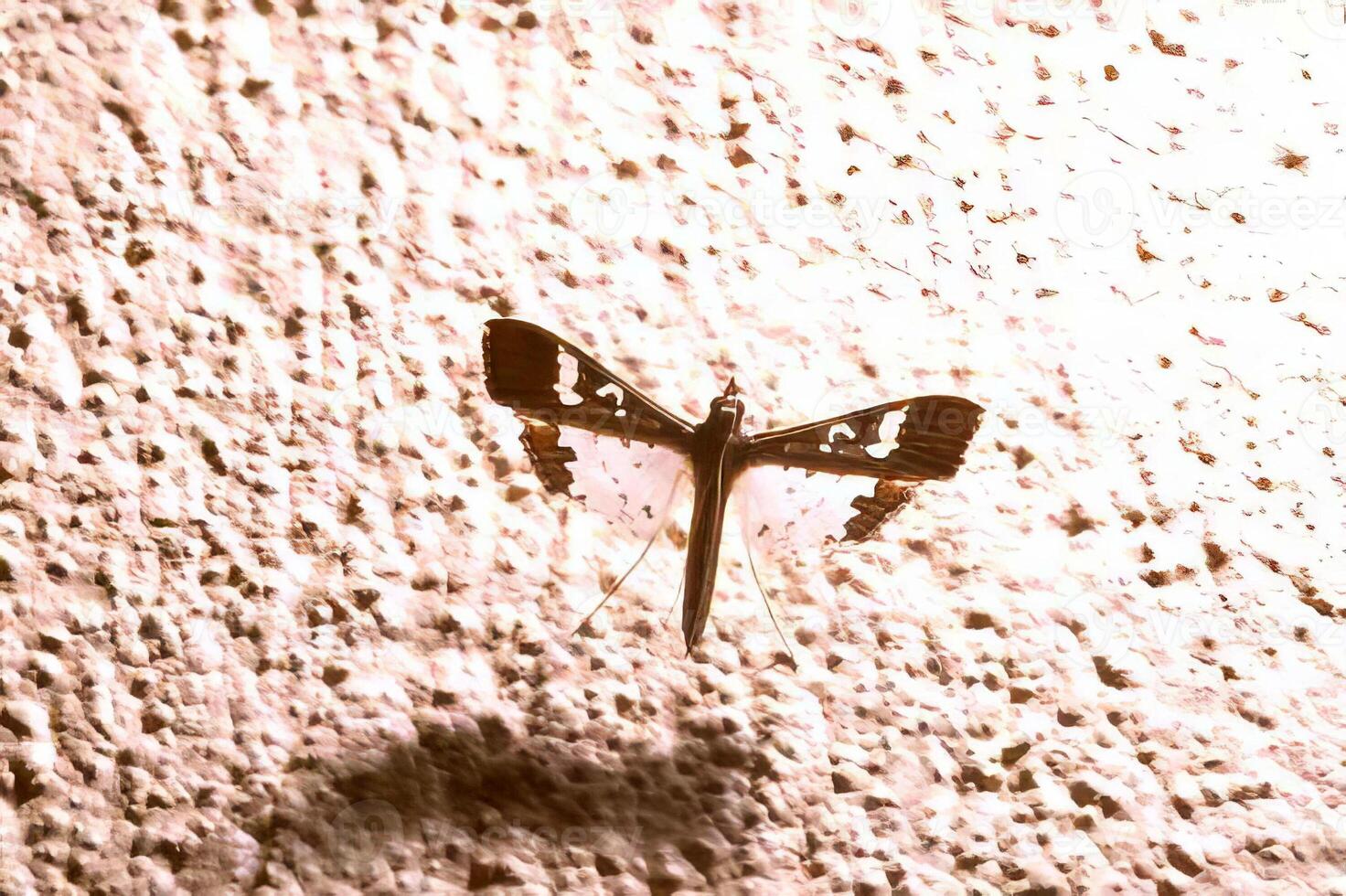 Bee on Wood Surface. Close-up of an Insect in its Natural Habitat photo