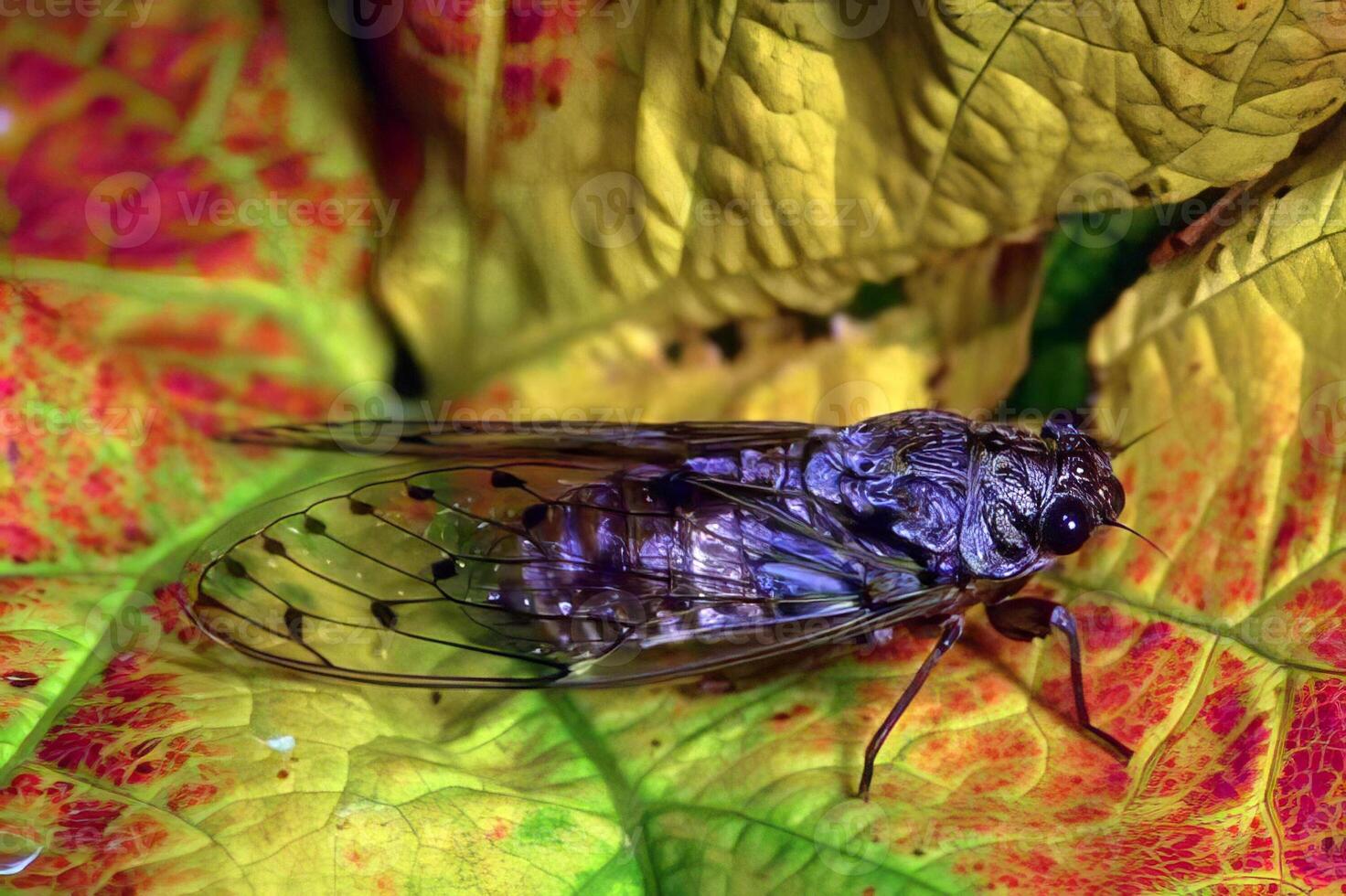 Bee on a Leaf. The Role of Insects in Nature and Botany photo