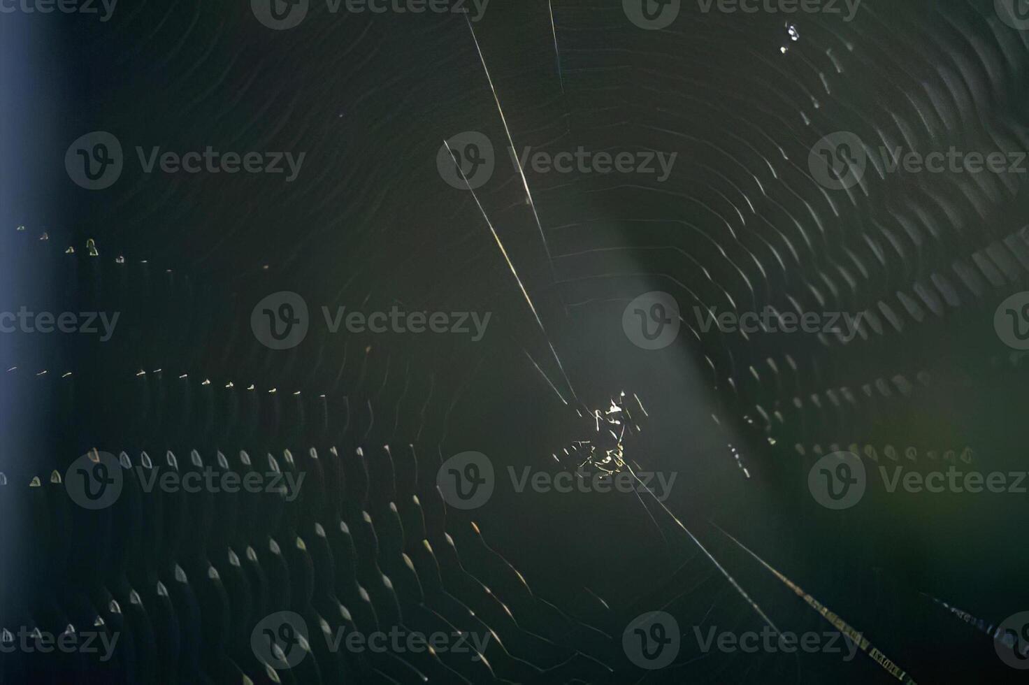 Spider and spider web close view background photo