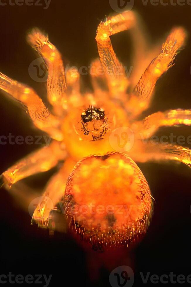 Spider and spider web close view background photo