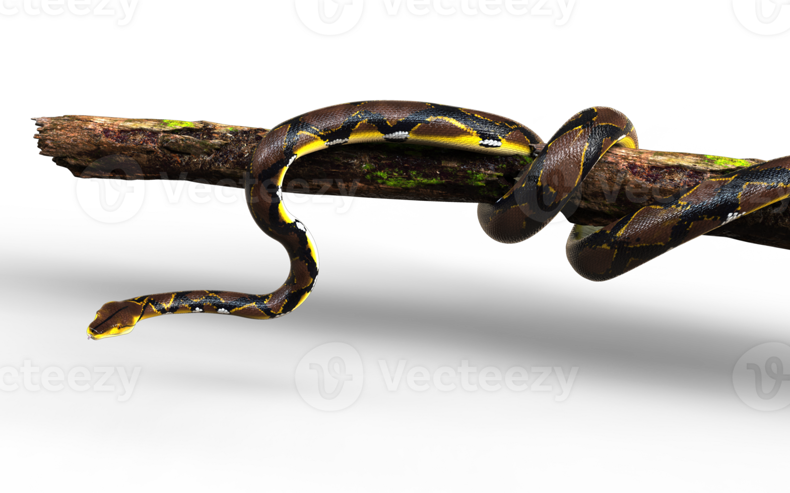 A Golden Reticulated Python crawling downwards. png