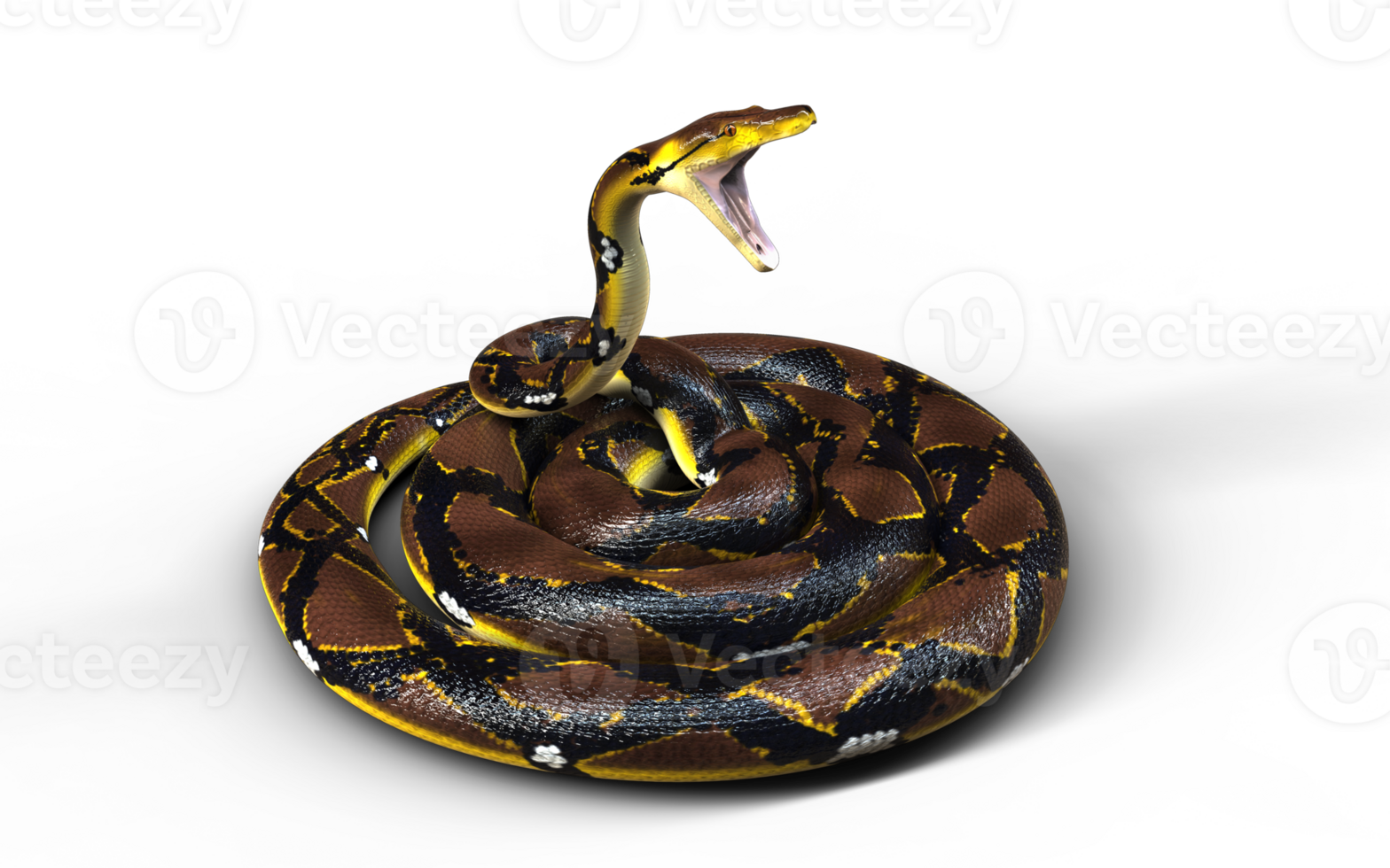 A Golden Reticulated Python raised its neck and hissed. png