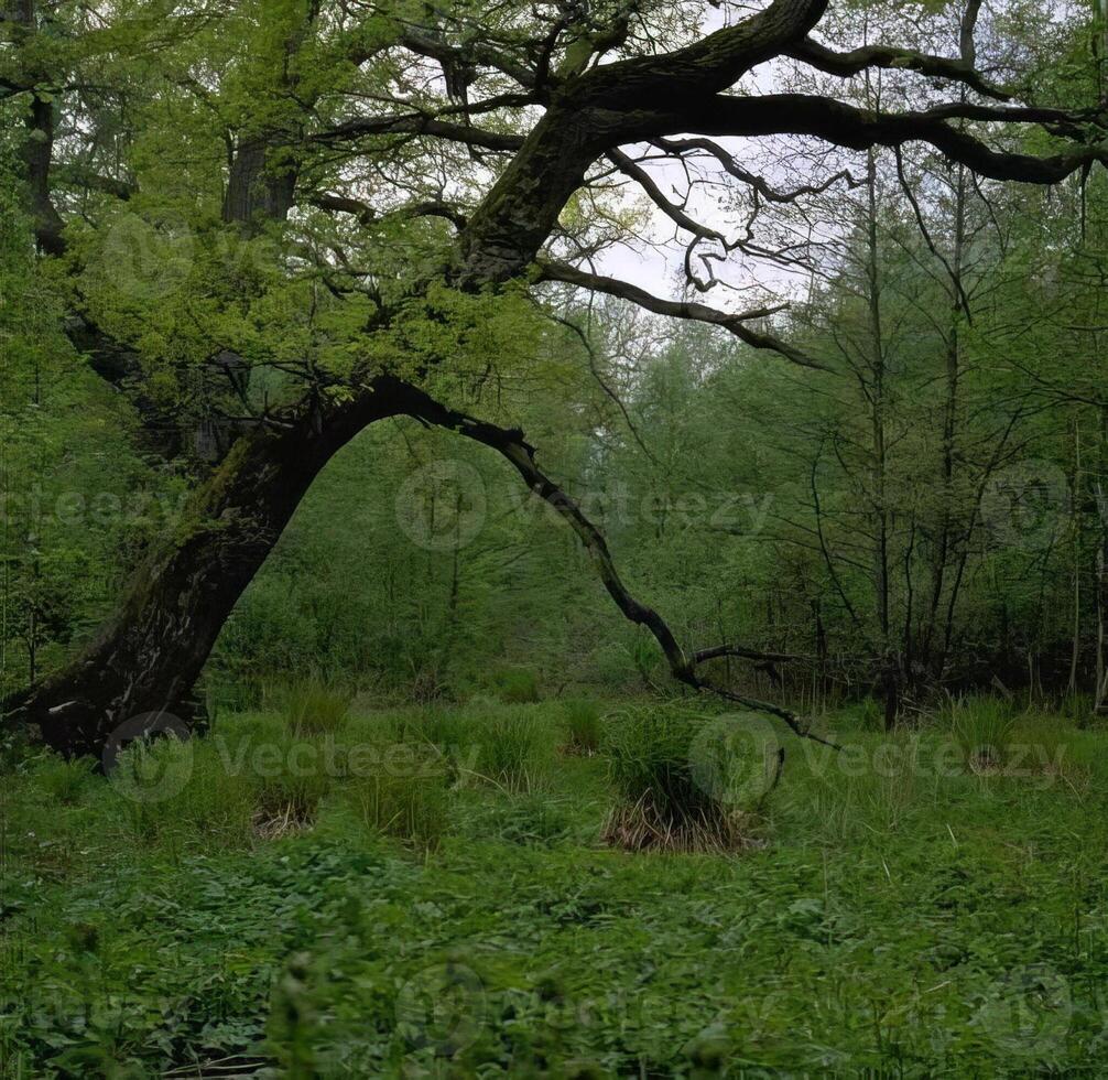 Lush Green Tree in Natural Landscape photo