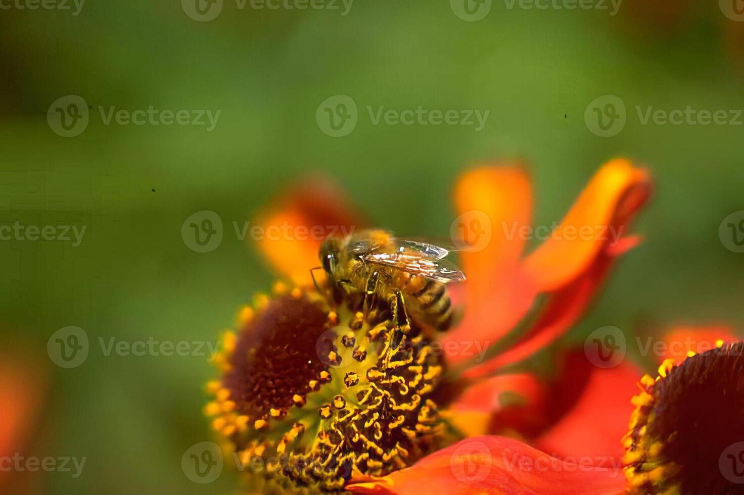 Bumblebee Pollinating a Colorful Flower in Close-Up View photo