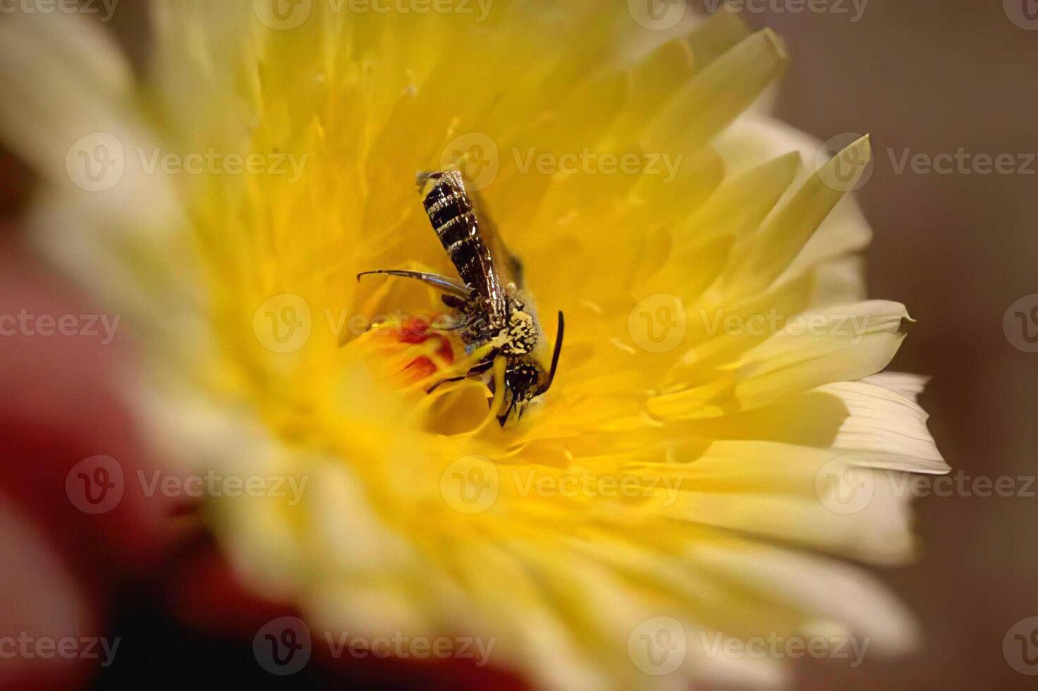 Bee Pollinating a Colorful Flower in a Garden photo