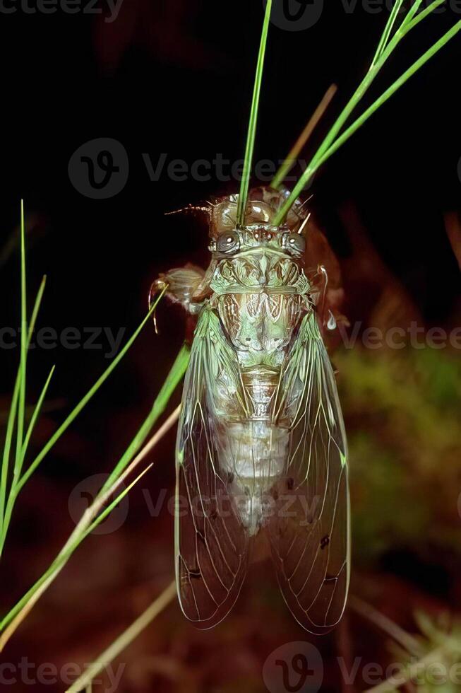 Bees and Insects on Terrestrial Plants. A Close-Up Look at Pollination and Pest Interactions photo