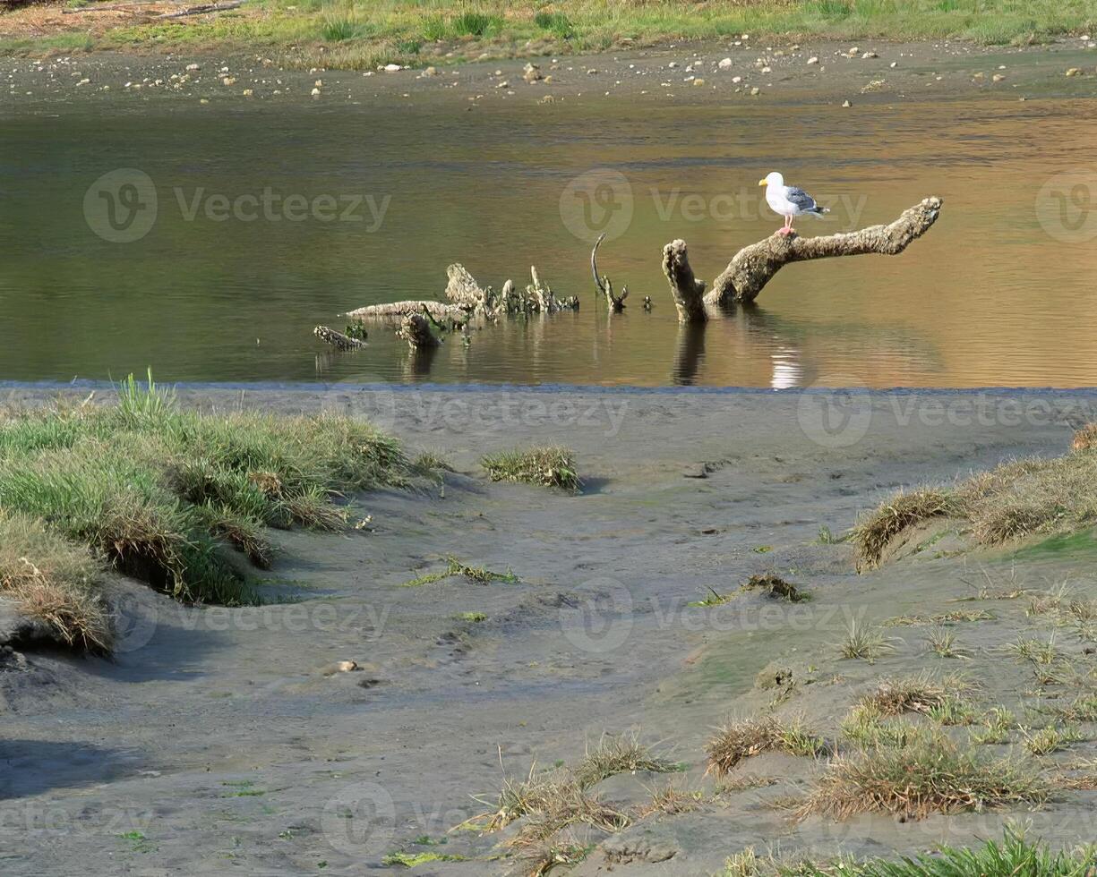 Tranquil Waters. A Scenic View of a Serene Lake with Wildlife and Flora photo
