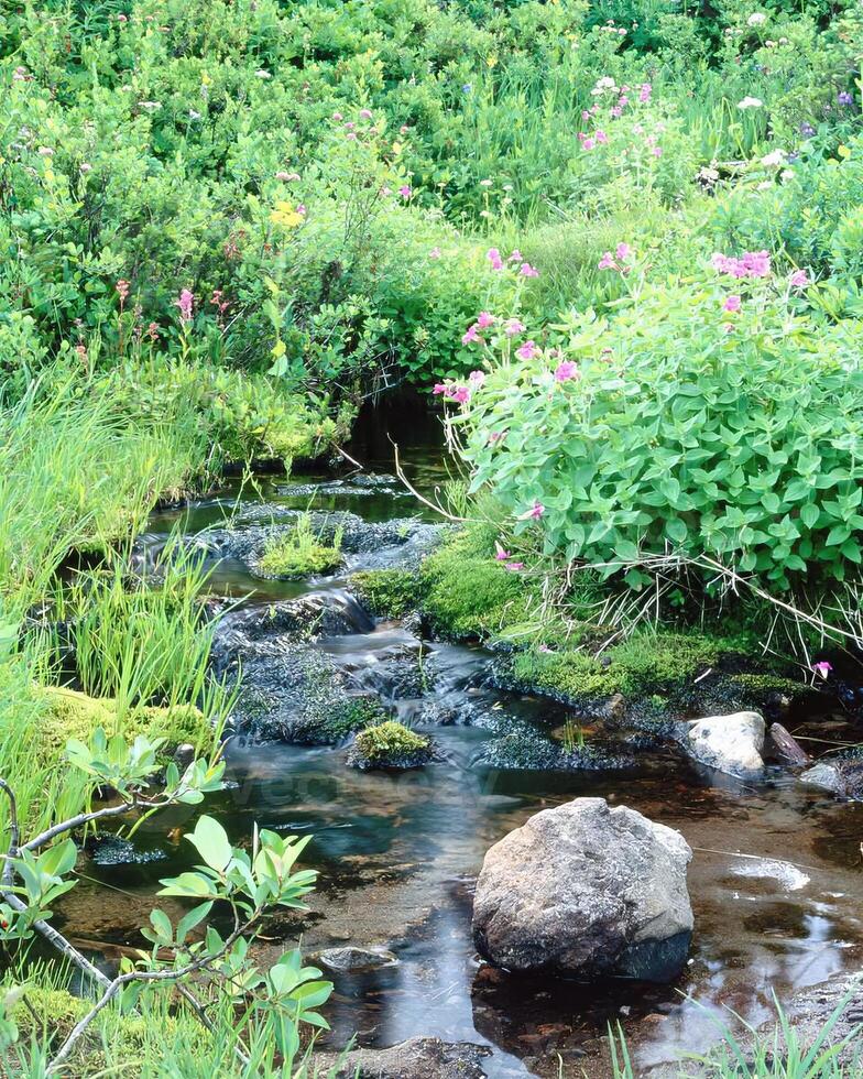 Lush Plant Community Flourishing Along a Tranquil Stream in a Vibrant Ecosystem photo