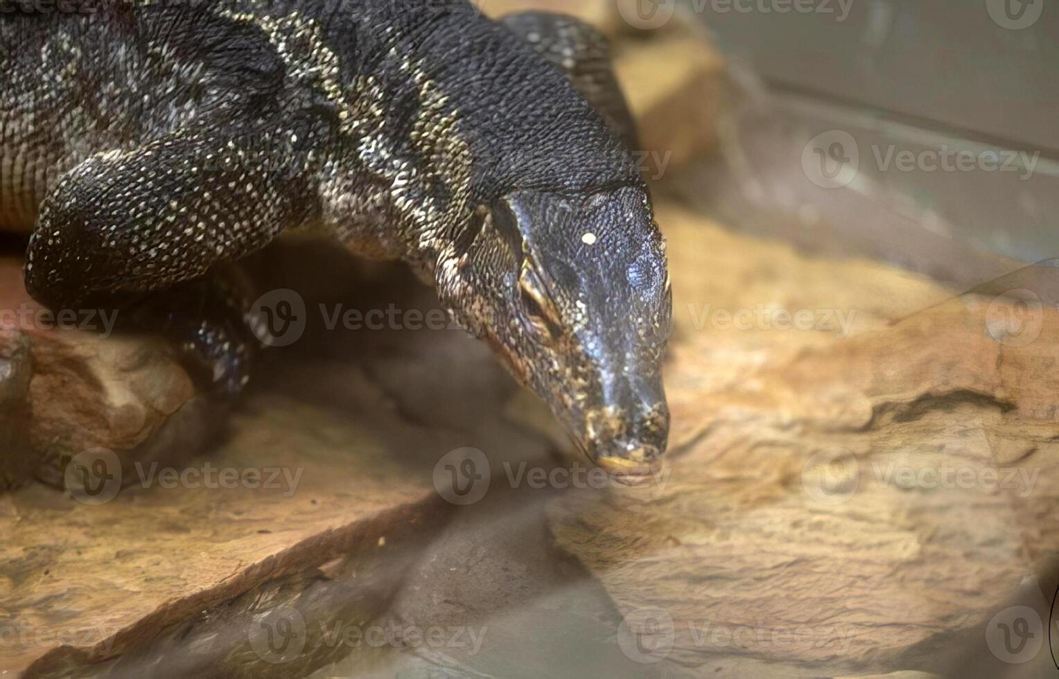 Tortoise Close View with Textured Shell in Natural Setting photo