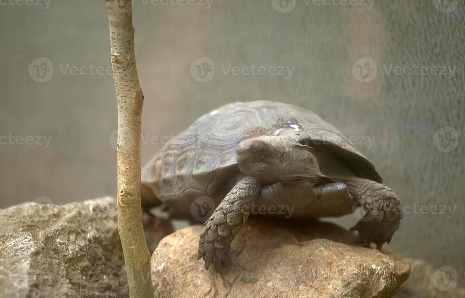 Tortoise Close View with Textured Shell in Natural Setting photo