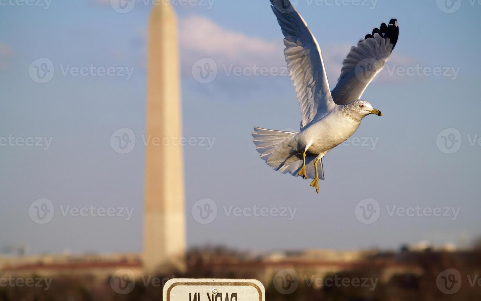 Seagull in Flight Against a Dynamic Sky with Clouds and an Obelisk in the Background photo