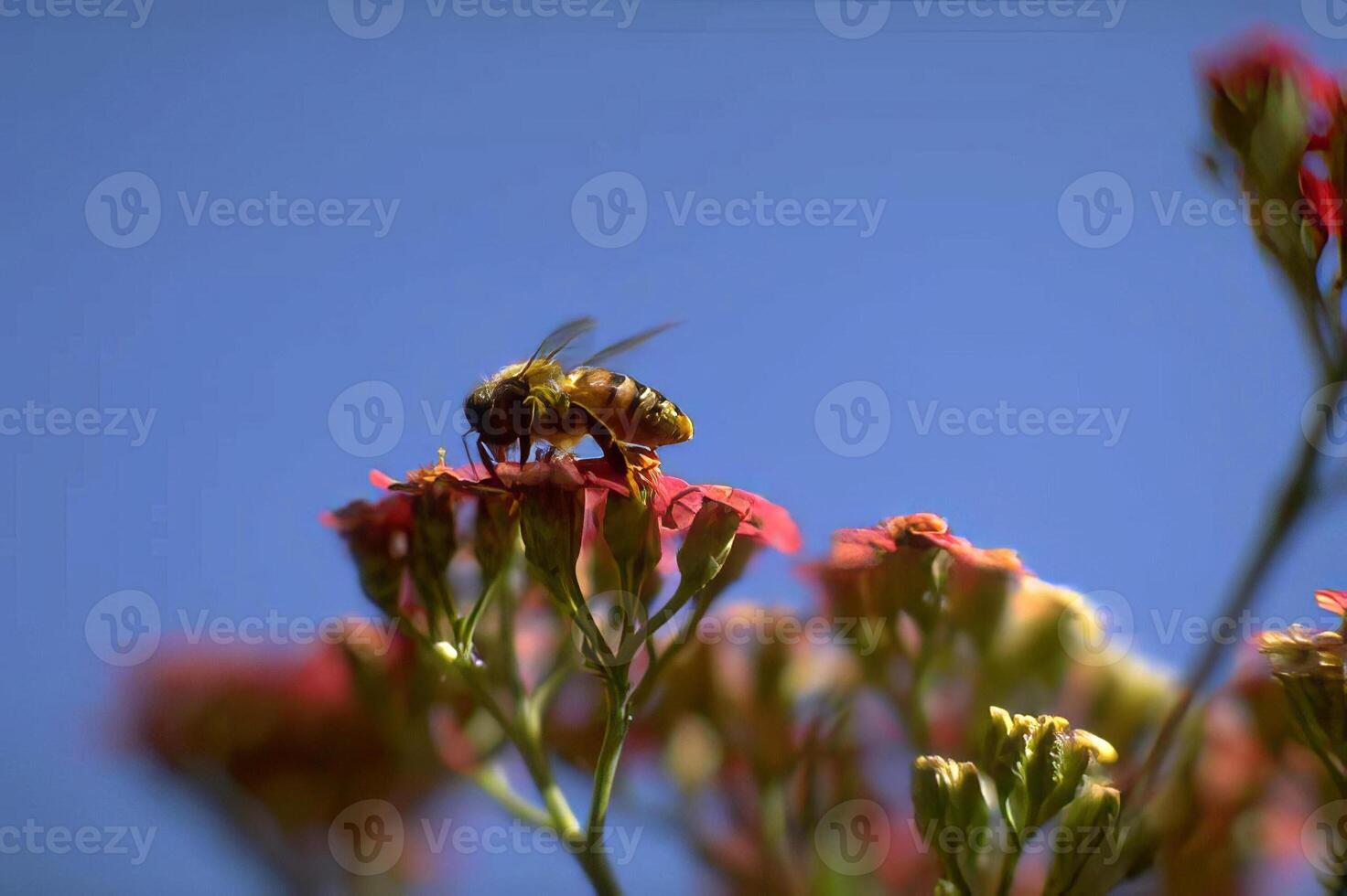 Bees Pollinating Colorful Flowers Under a Bright Sky photo