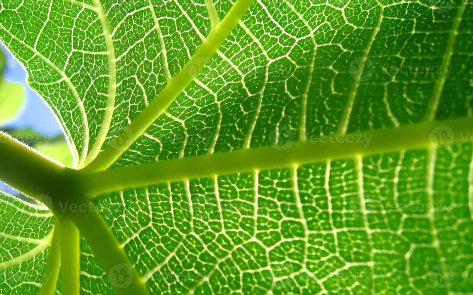Intricate Symmetry of a Green Leaf. A Close-Up in Macro Photography photo