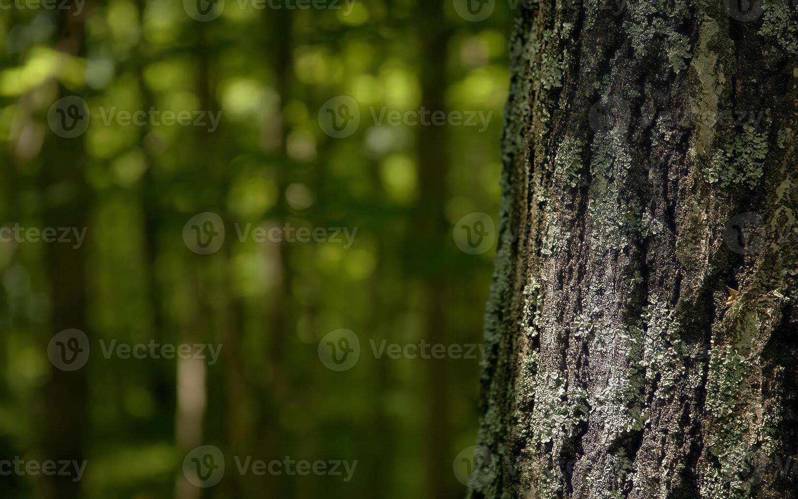 Tranquil Deciduous Forest Scene Featuring Rich Brown Tones and Lush Grassland photo