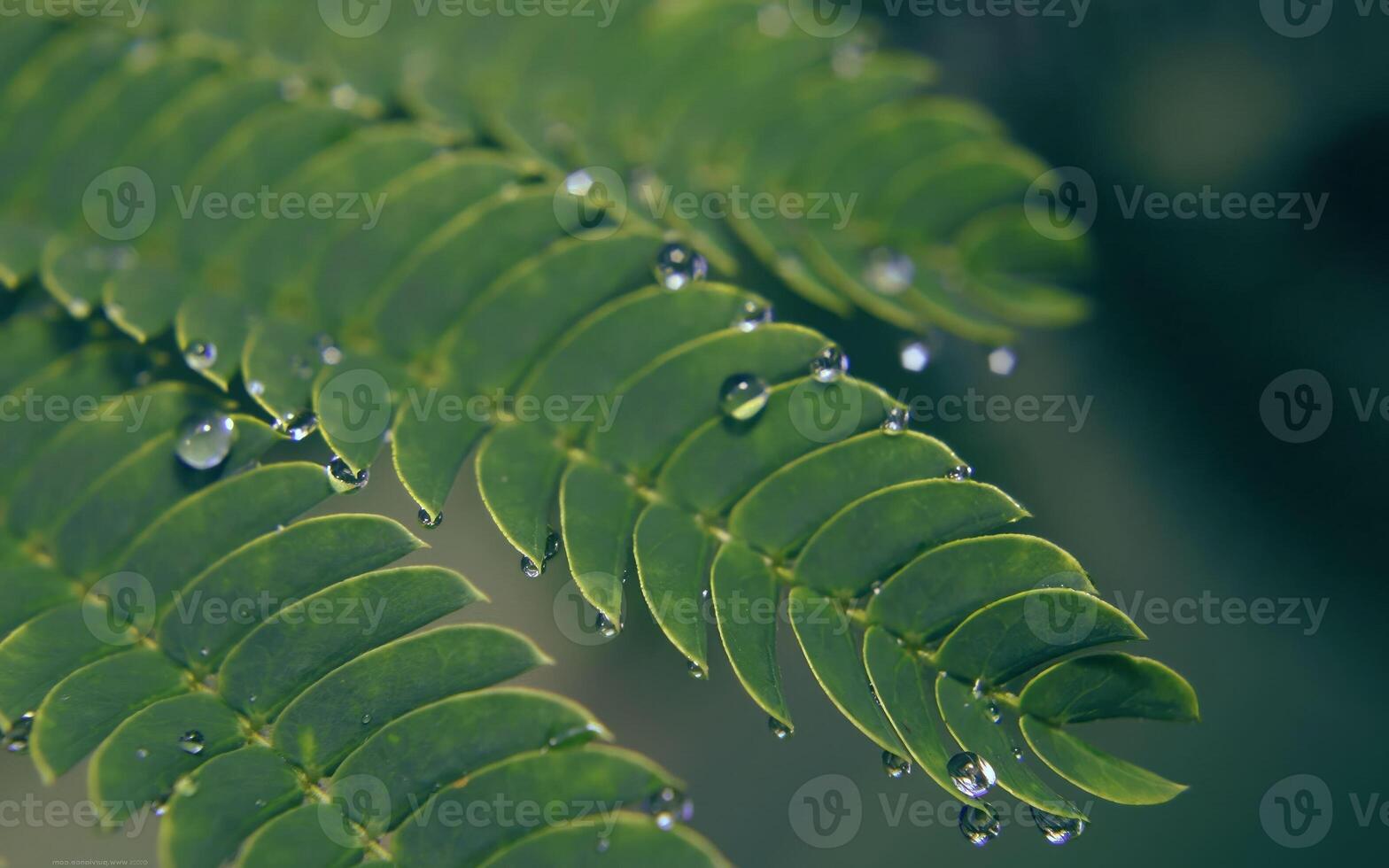 Delicate Details. Close-Up of a Flowering Terrestrial Plant with Intricate Patterns on Its Stem photo