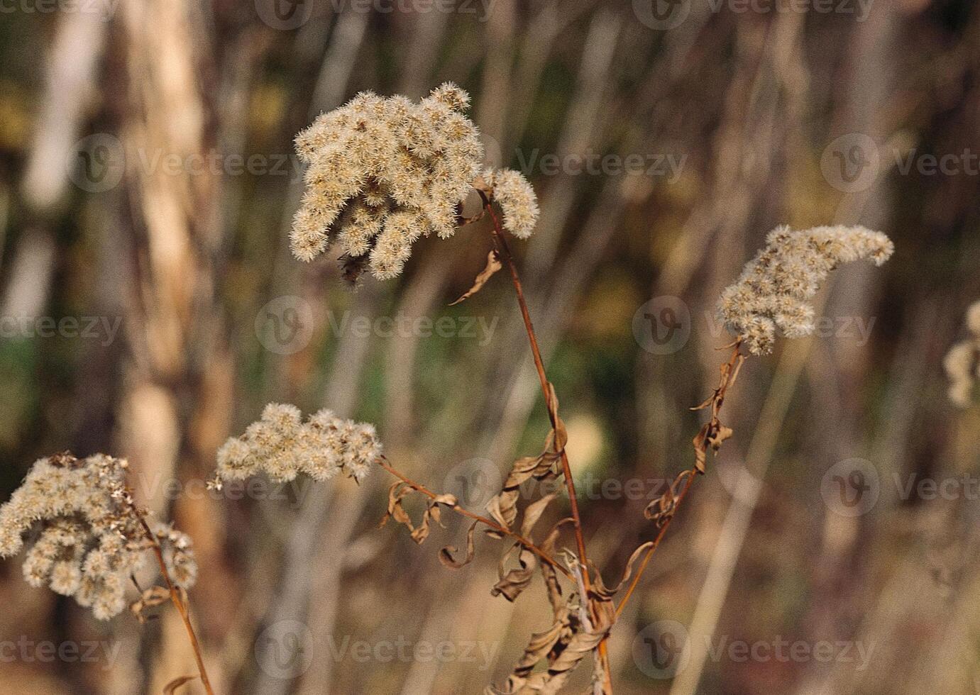 Delicate Wildflower in a Close-Up View Beneath the Grass photo