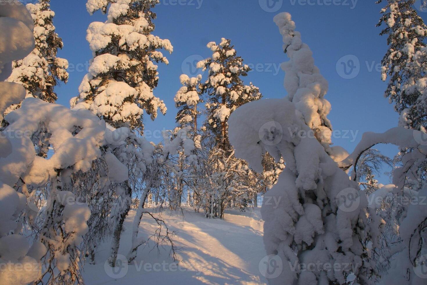 Snowy Evergreen Tree in a Freezing Landscape with Branches and Twigs photo