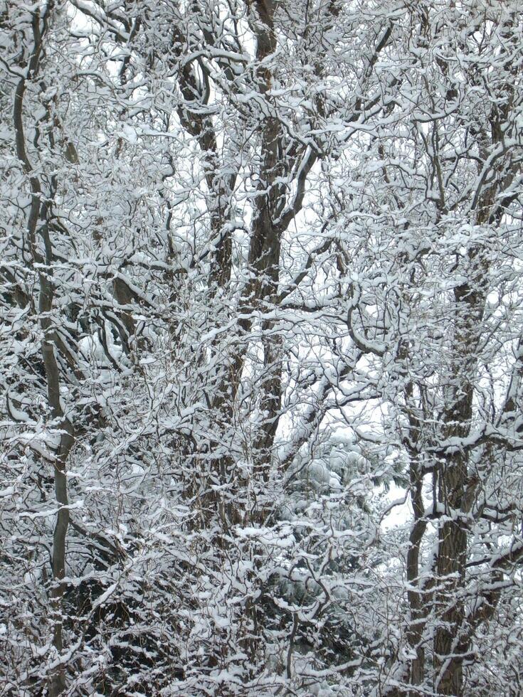 Snowy Deciduous Tree in Natural Landscape photo