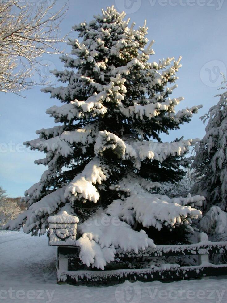 Snowy Evergreen Tree Branches Against a Cloudy Sky photo