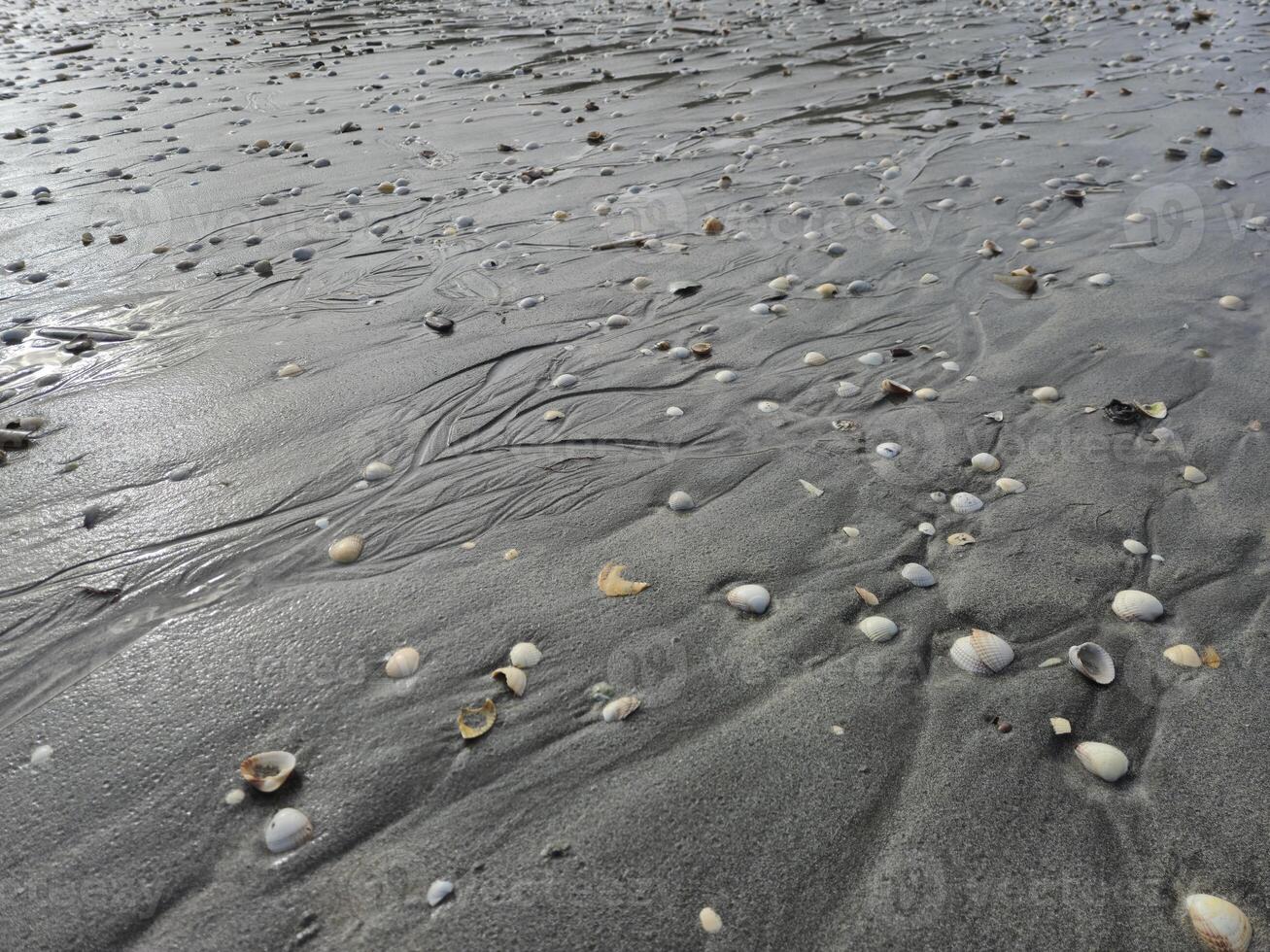 Wet Beach Sand With Sea Shells Close View Background photo