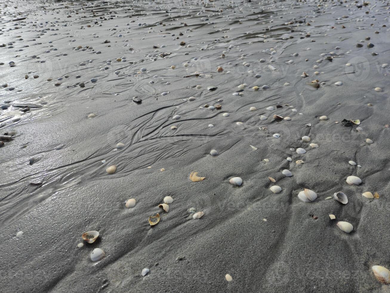 Wet Beach Sand With Sea Shells Close View Background photo
