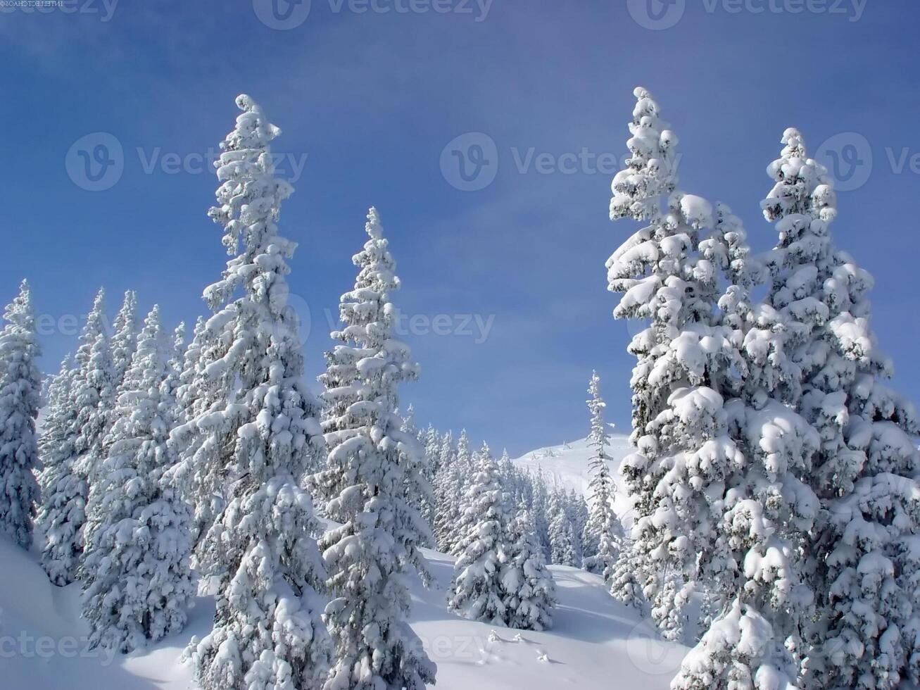 Snowy Evergreen Trees on a Mountain Slope Under a Clear Sky photo