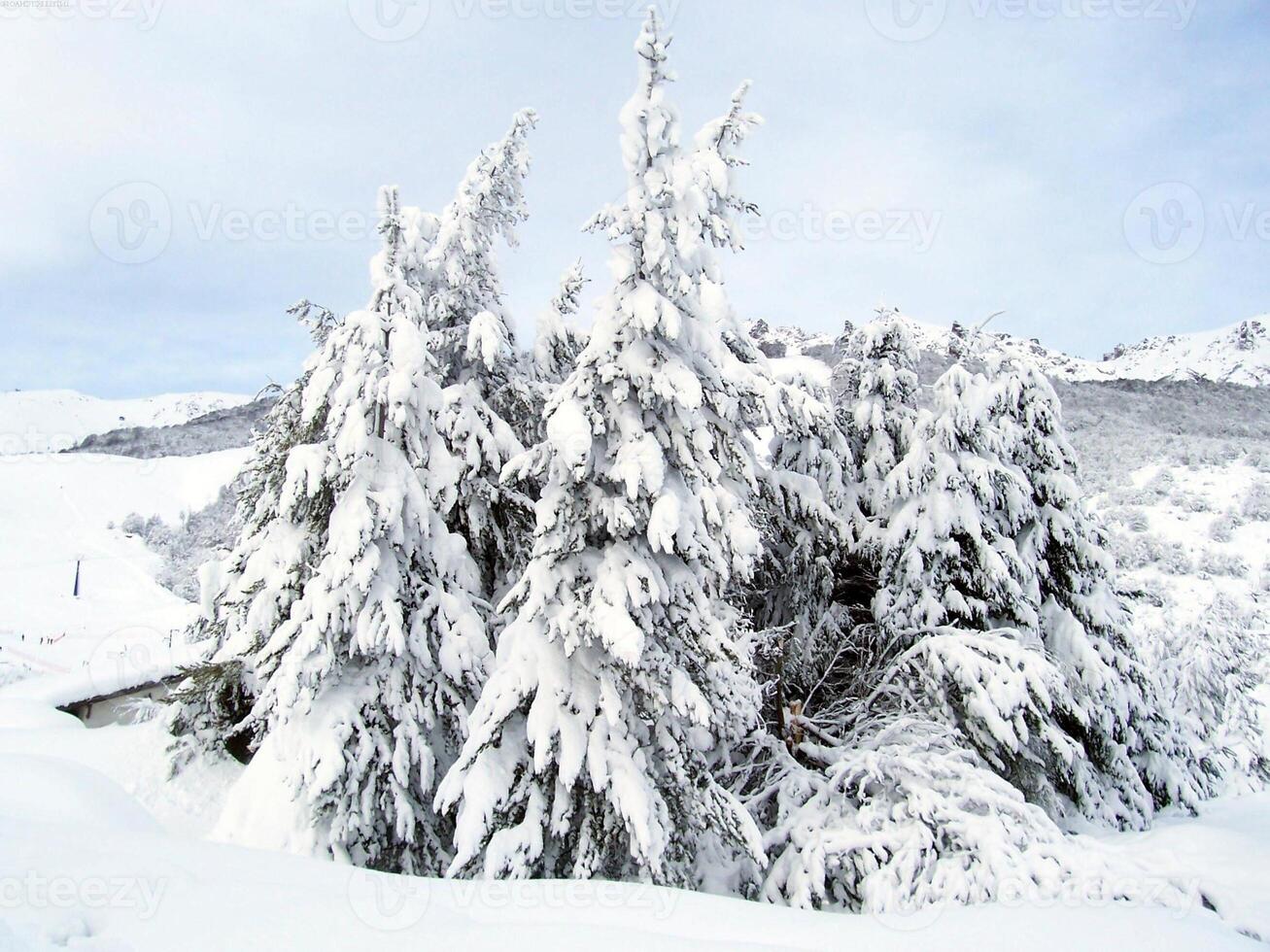 Snowy Evergreen Tree on a Freezing Slope Under a Cloudy Sky photo