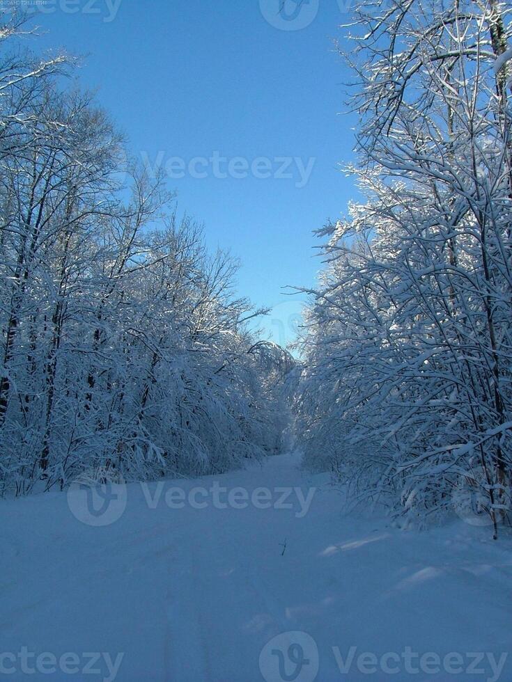 Snowy Landscape Under Cloudy Sky with Trees and Twigs photo