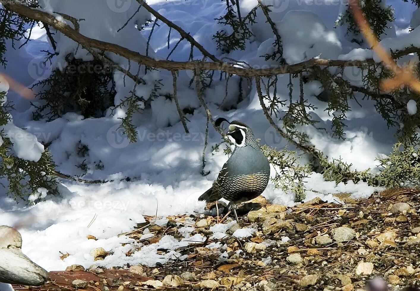 Bird in Snow with Twig photo