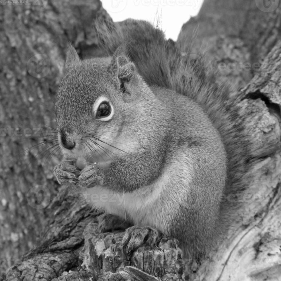 Squirrel close view background. Cute little squirrel in its natural habitat. Black and white monochrome grayscale photo