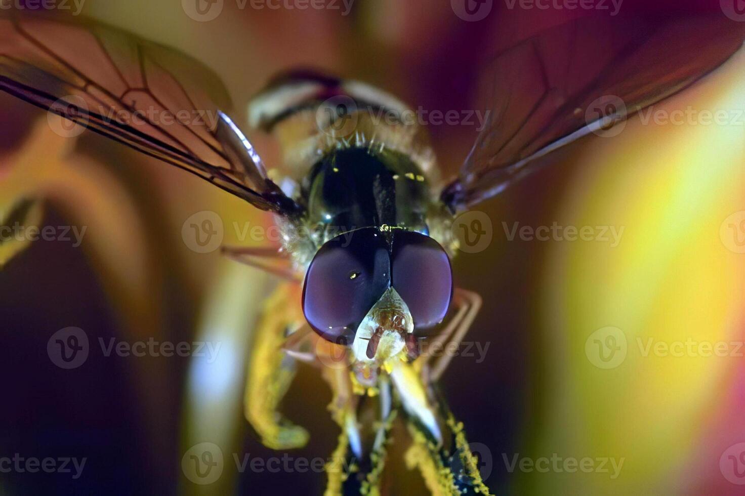 Dragonflies and Flies. Natures Colorful Insects in Action photo