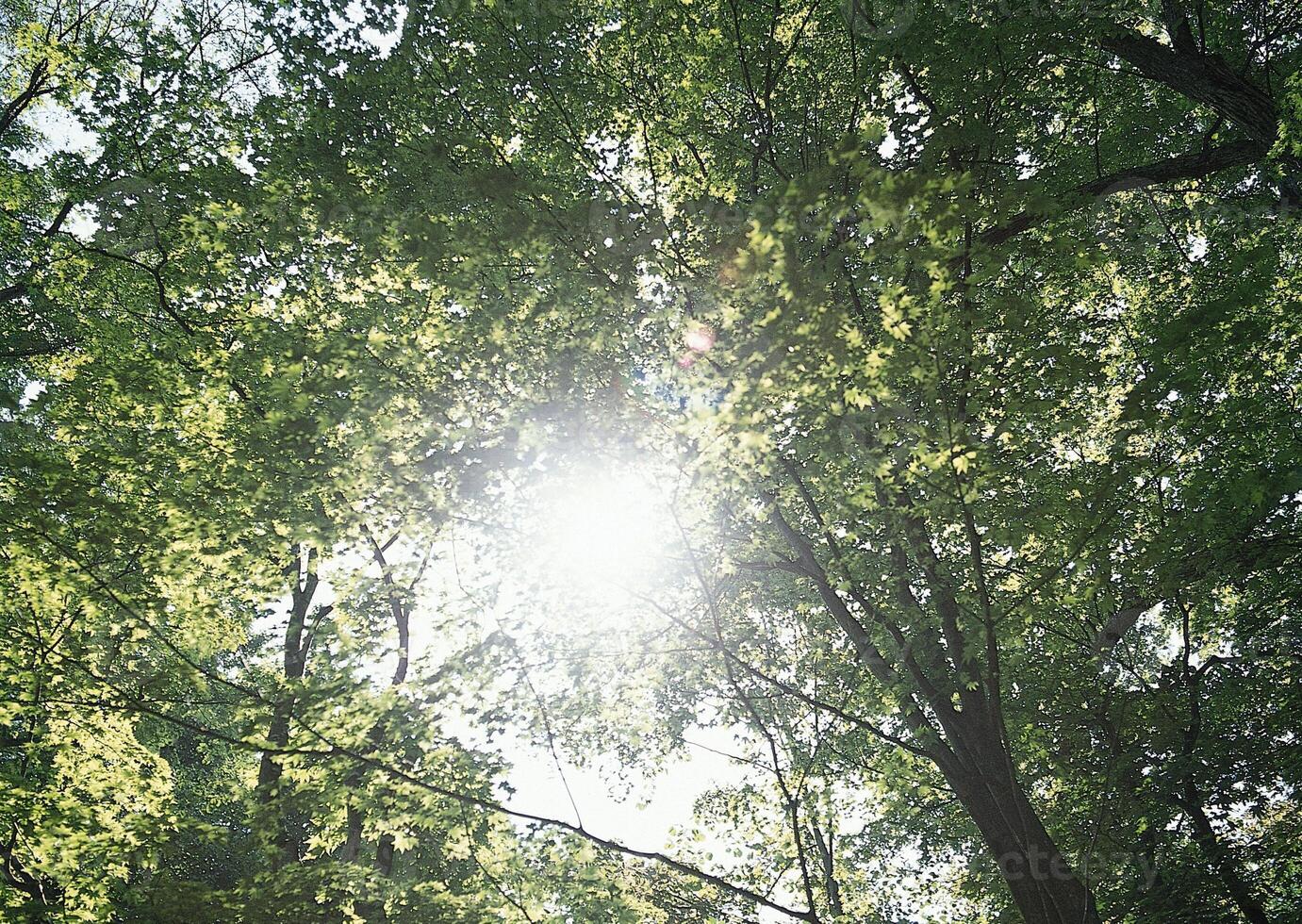 Tranquil Nature Scene Featuring Deciduous Trees Under a Vast Sky photo