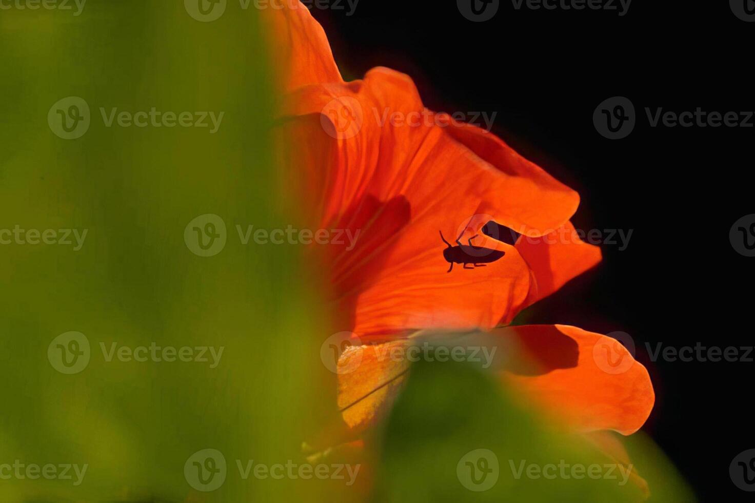 Vibrant Peach Flowering Plant with Fiery Petals and Shades of Color photo