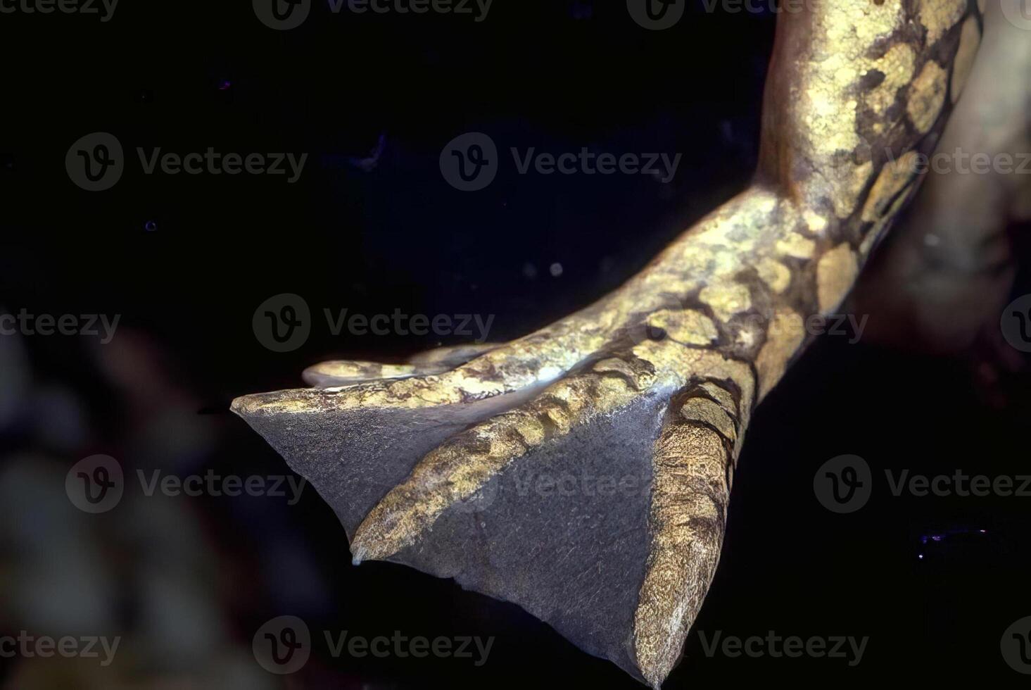 Underwater Macro Photography of a Human Foot in Electric Blue Waters photo