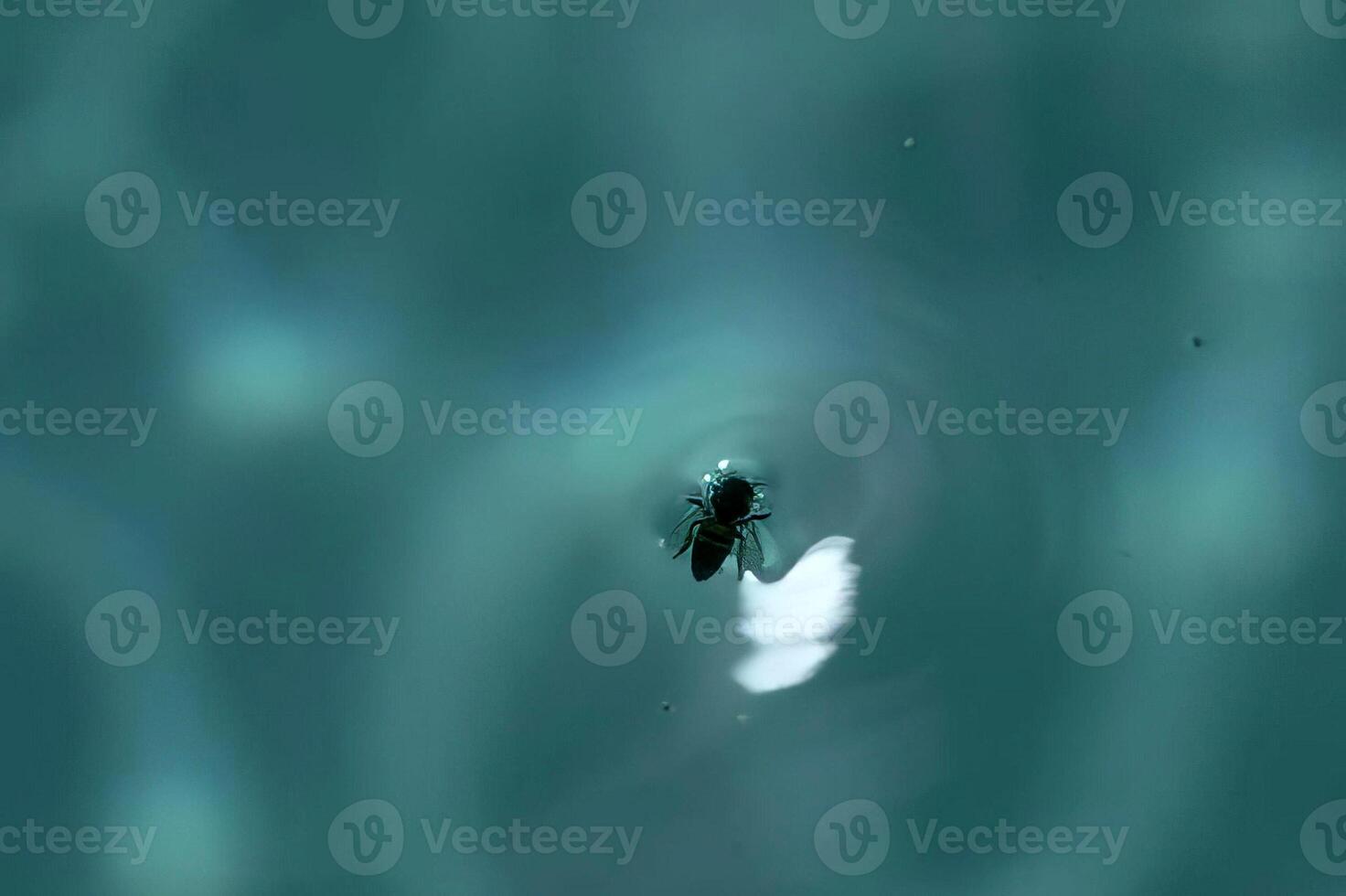 Stunning Close-Up of a Blue Insect on Water Surface photo