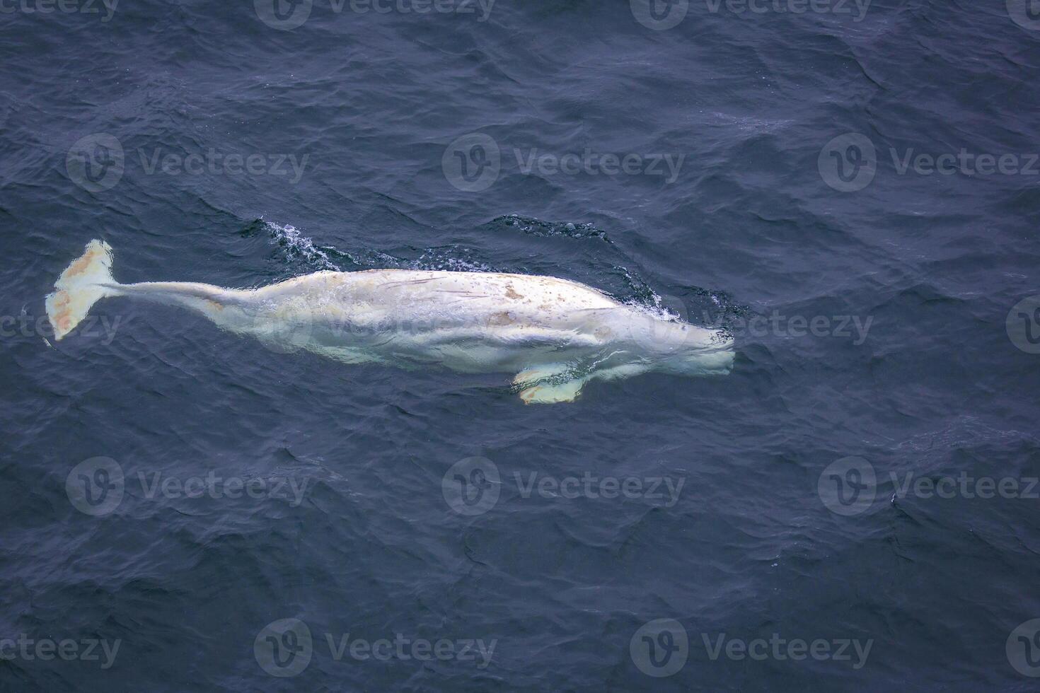 wathing a white Beluga Whale in the Arctic on Svalbard, Norway photo