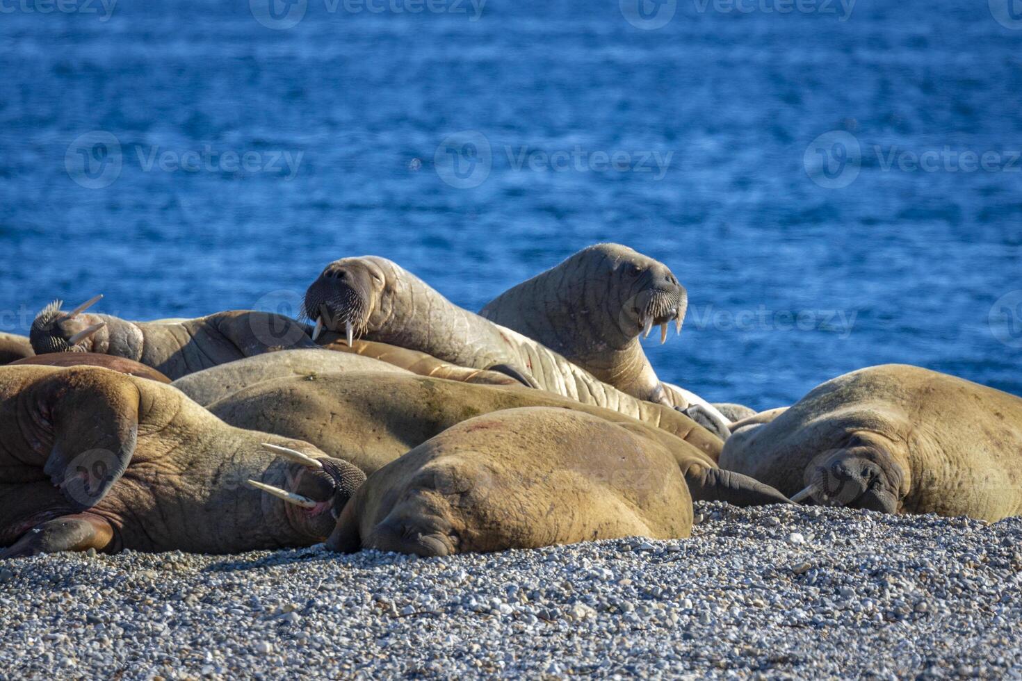 watching a walrus colony in the arctic at Torellneset at the coast of Nordaustlandet photo
