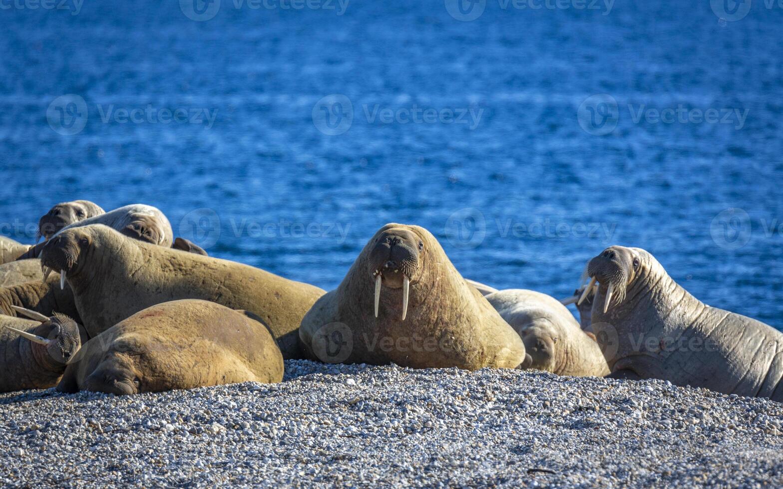 watching a walrus colony in the arctic at Torellneset at the coast of Nordaustlandet photo