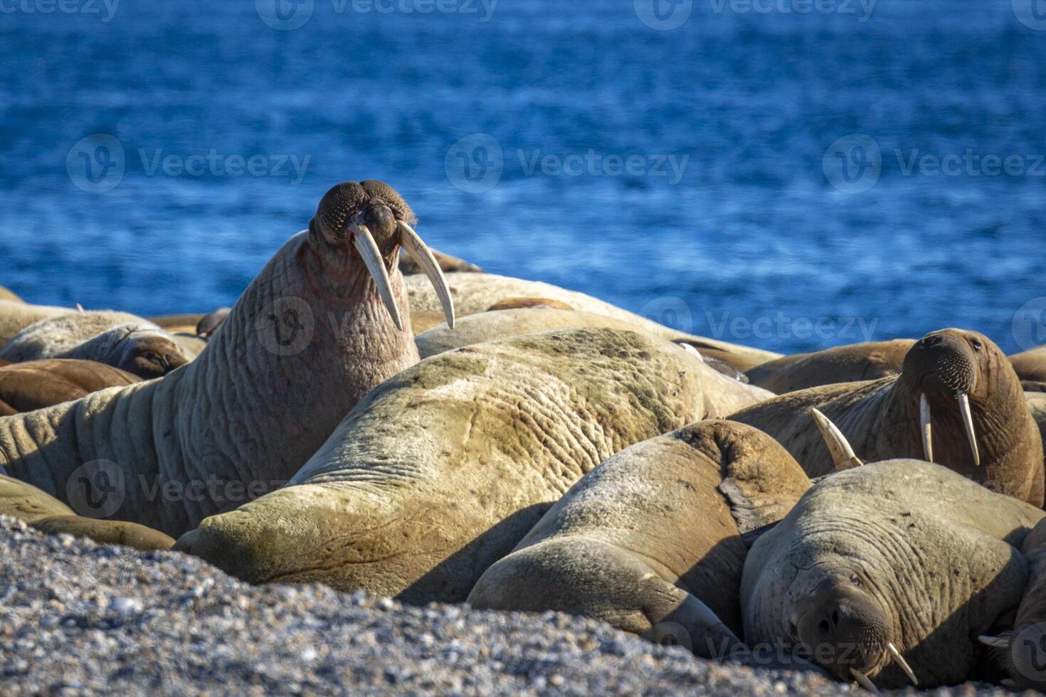 watching a walrus colony in the arctic at Torellneset at the coast of Nordaustlandet photo