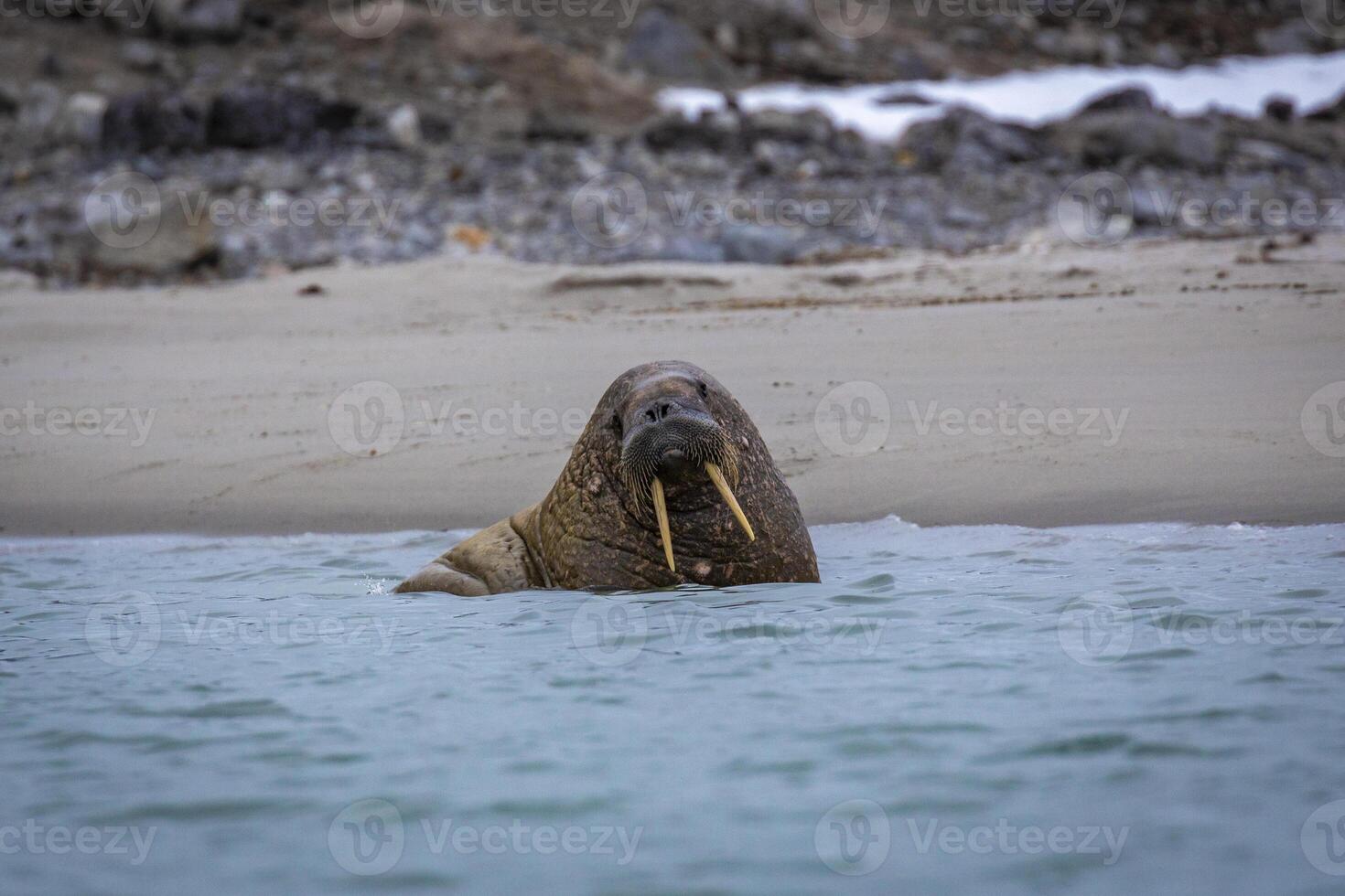watching a small walrus colony in the arctic at the Magdalensfjorden photo