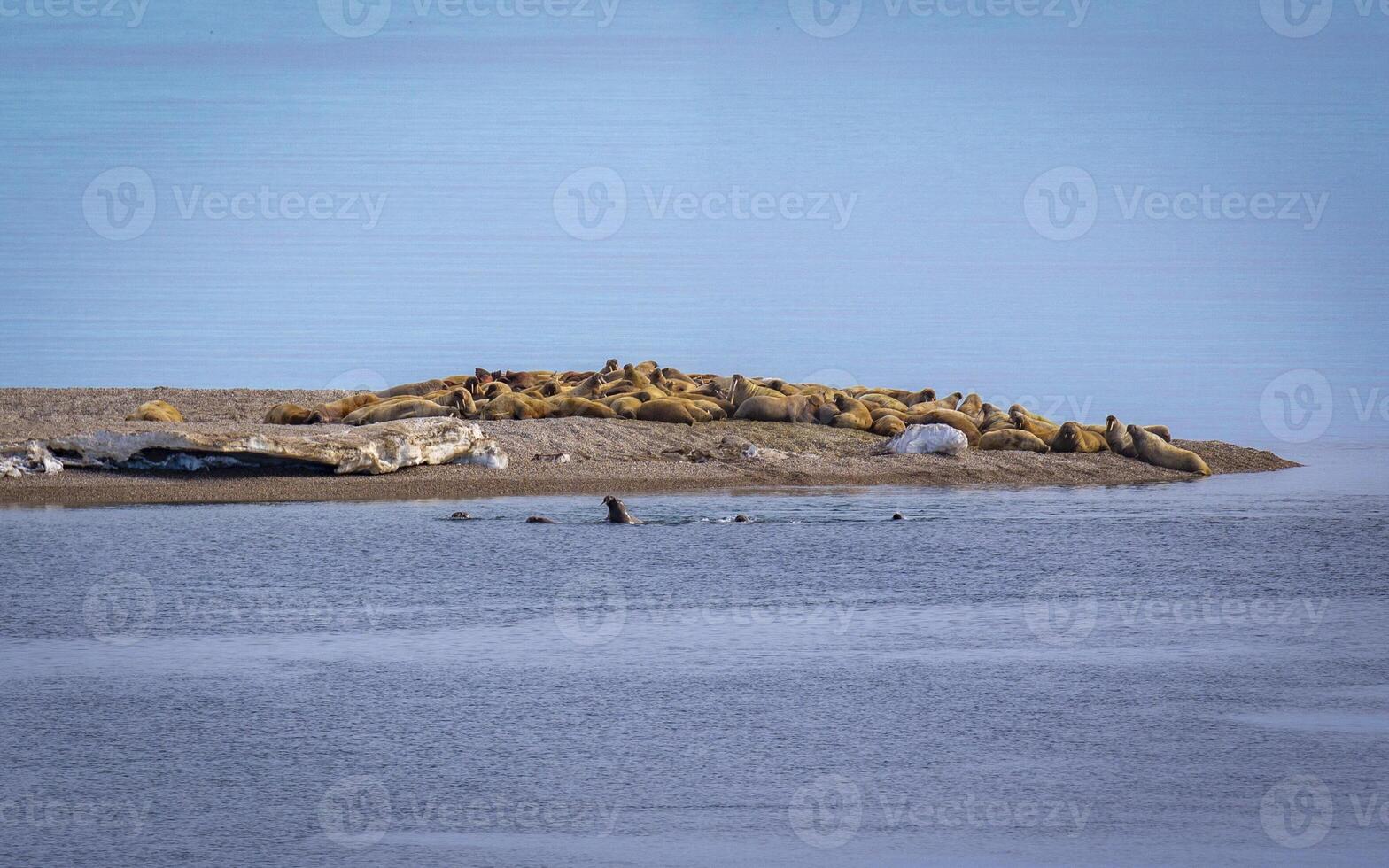 watching a walrus colony in the arctic at Torellneset at the coast of Nordaustlandet photo