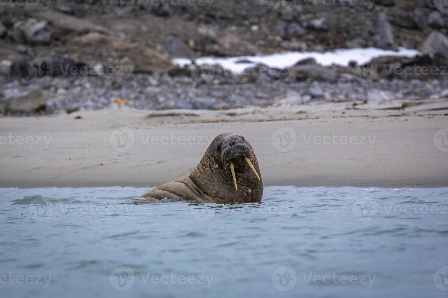 watching a small walrus colony in the arctic at the Magdalensfjorden photo