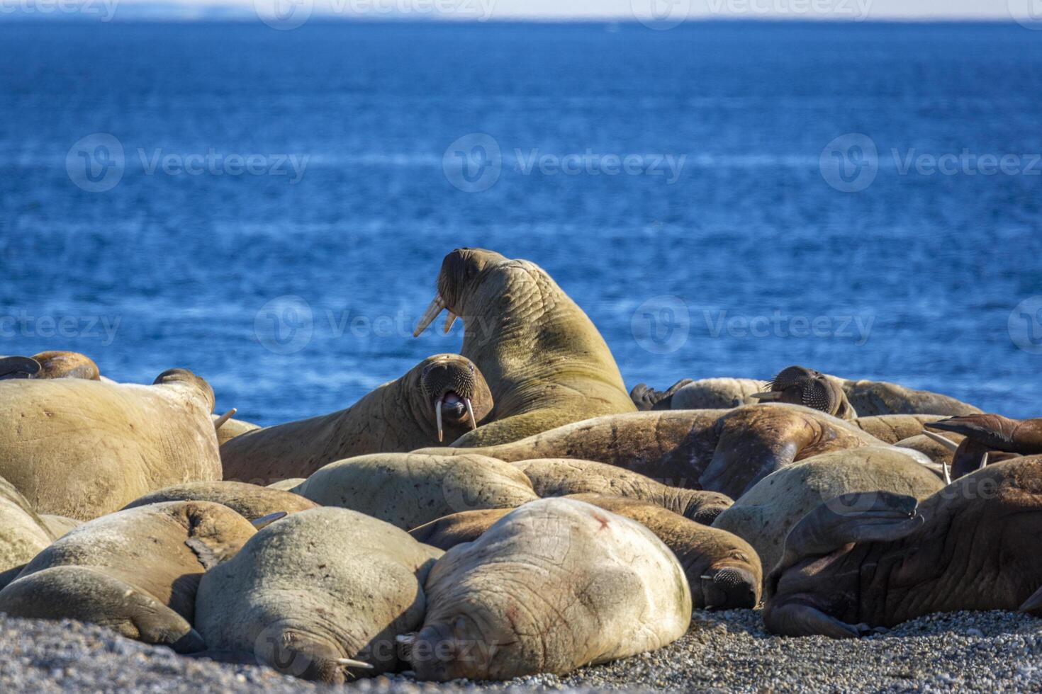watching a walrus colony in the arctic at Torellneset at the coast of Nordaustlandet photo