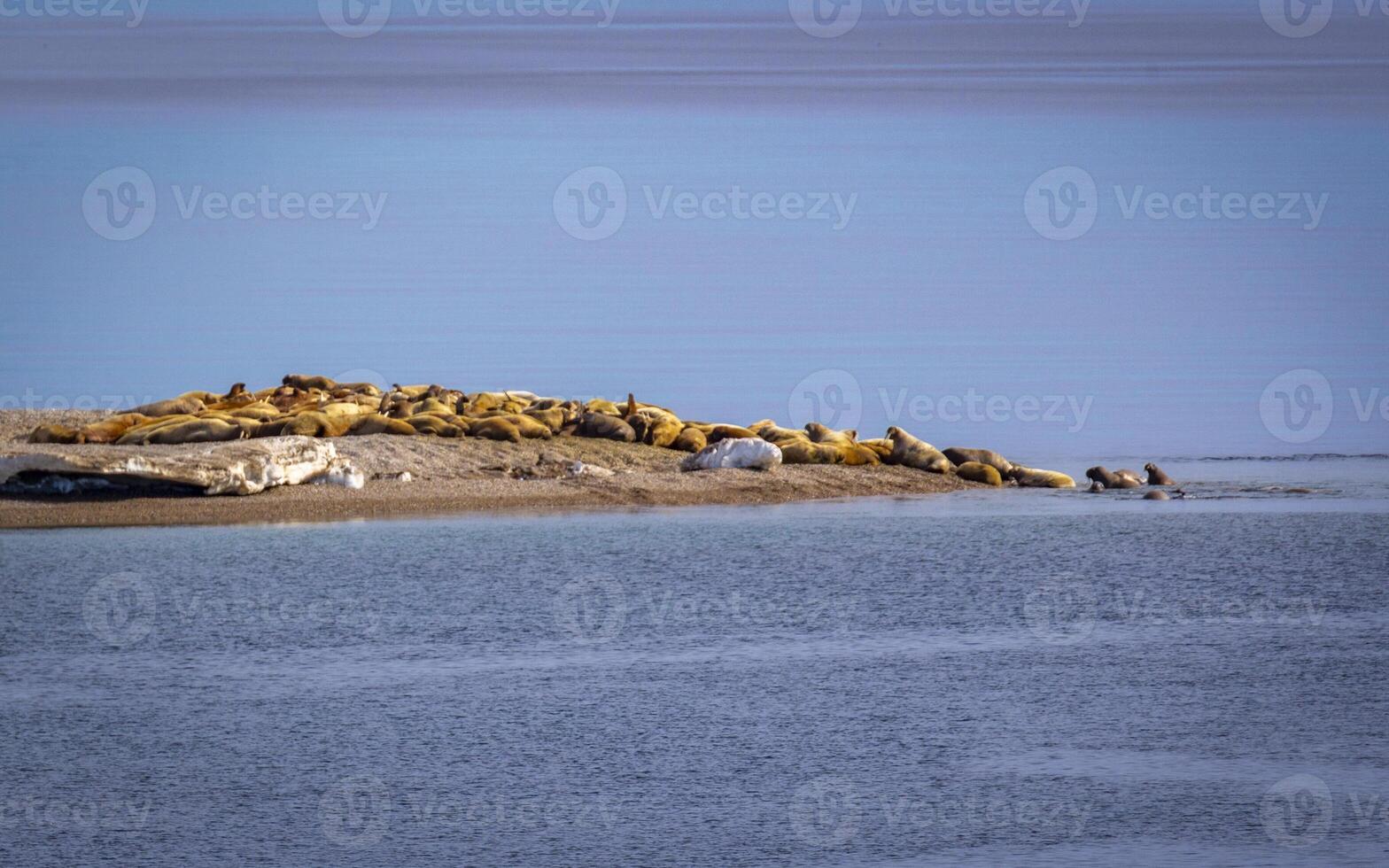watching a walrus colony in the arctic at Torellneset at the coast of Nordaustlandet photo