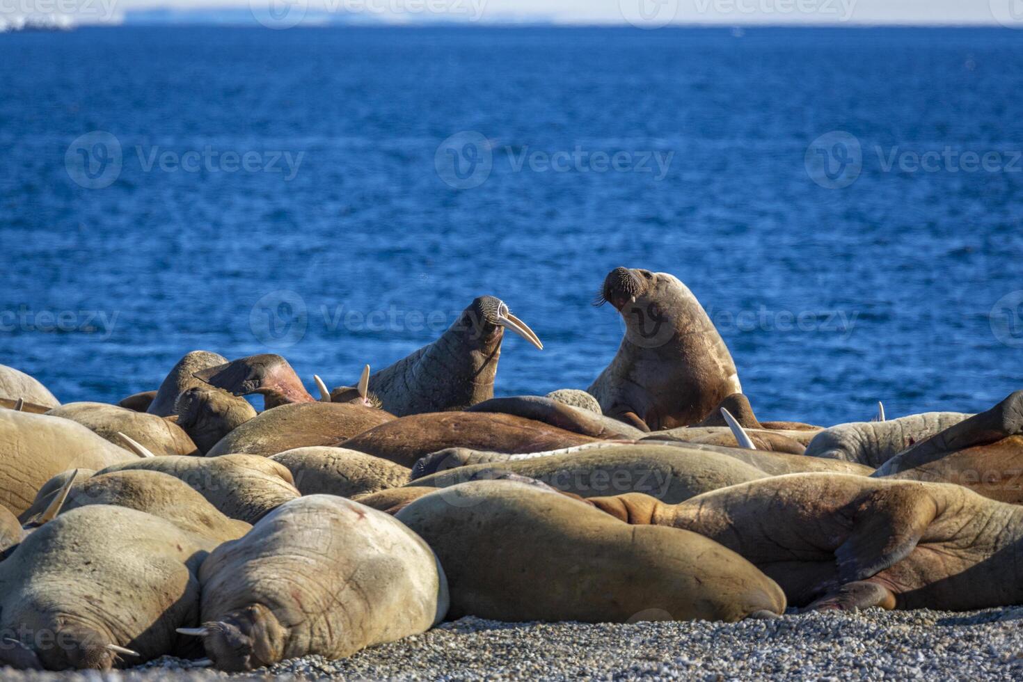 watching a walrus colony in the arctic at Torellneset at the coast of Nordaustlandet photo