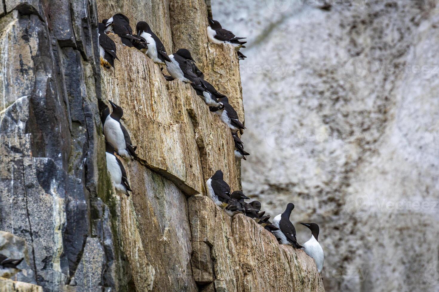 Bird watching at the wonderul Alkefjellet between Spitsbergen and Nordaustlandet on Svalbard photo