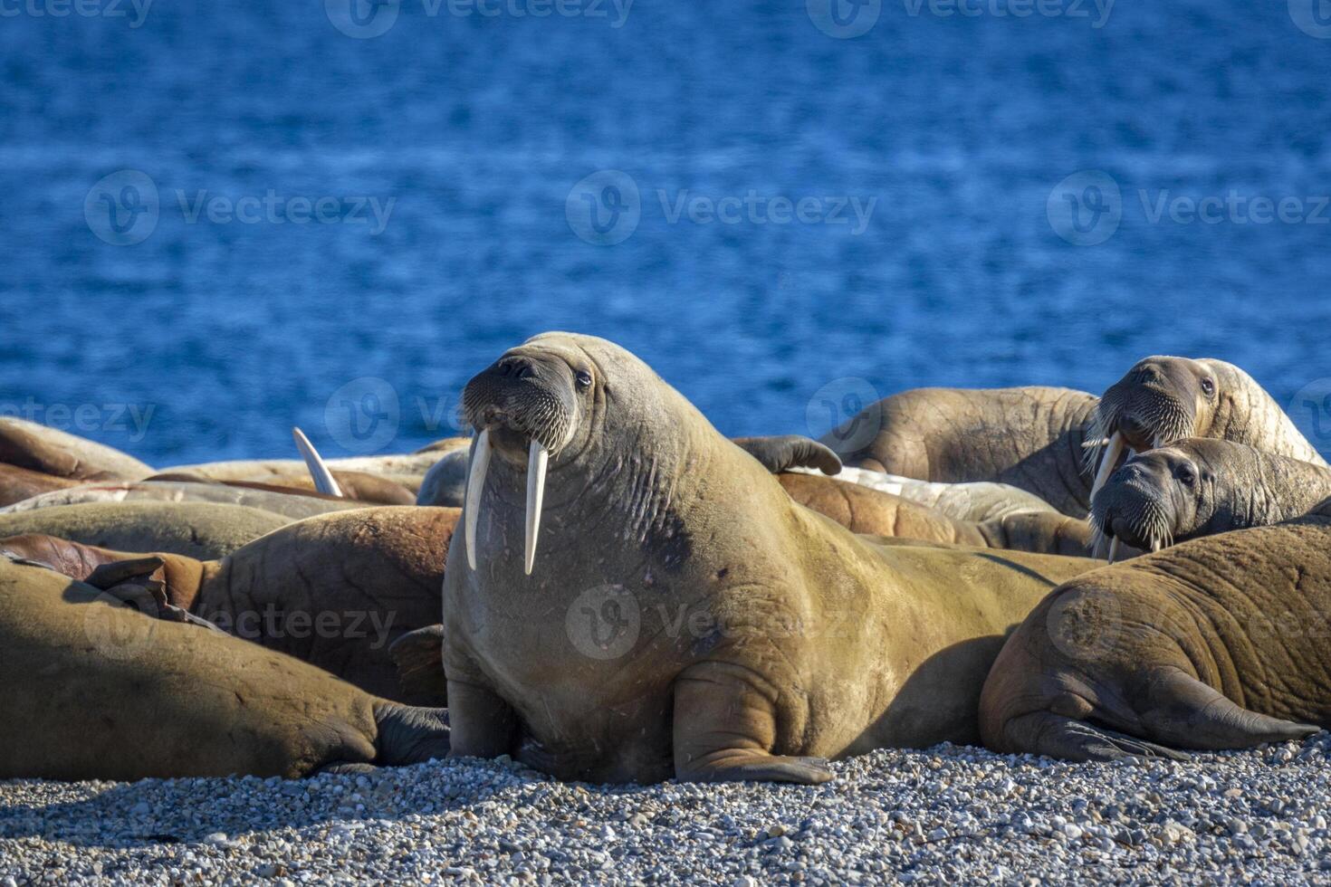watching a walrus colony in the arctic at Torellneset at the coast of Nordaustlandet photo