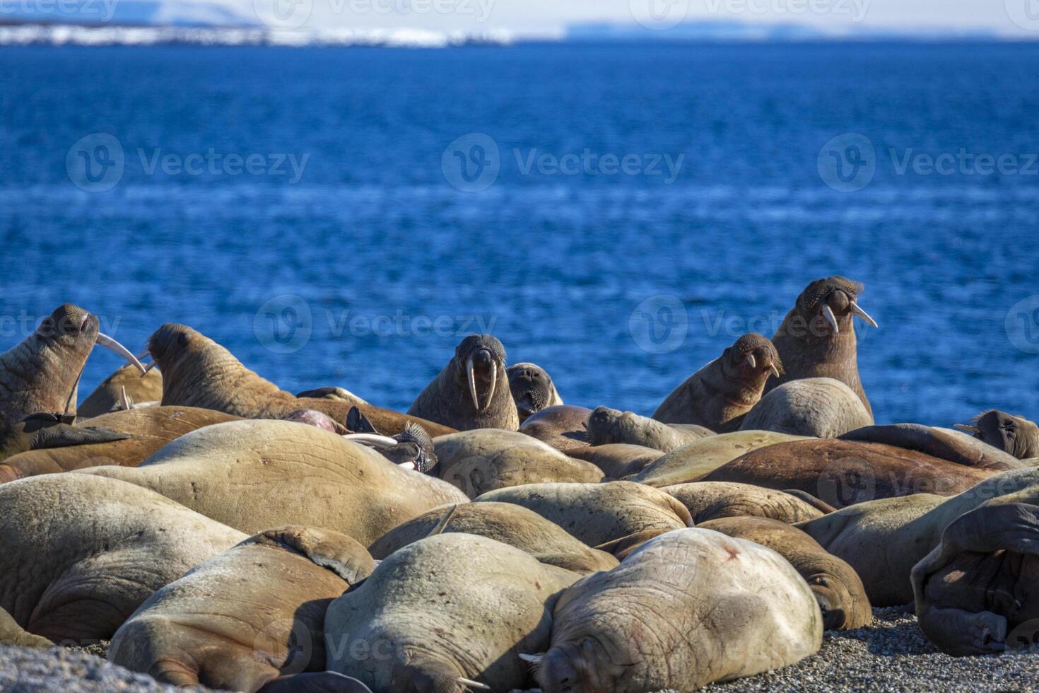 watching a walrus colony in the arctic at Torellneset at the coast of Nordaustlandet photo