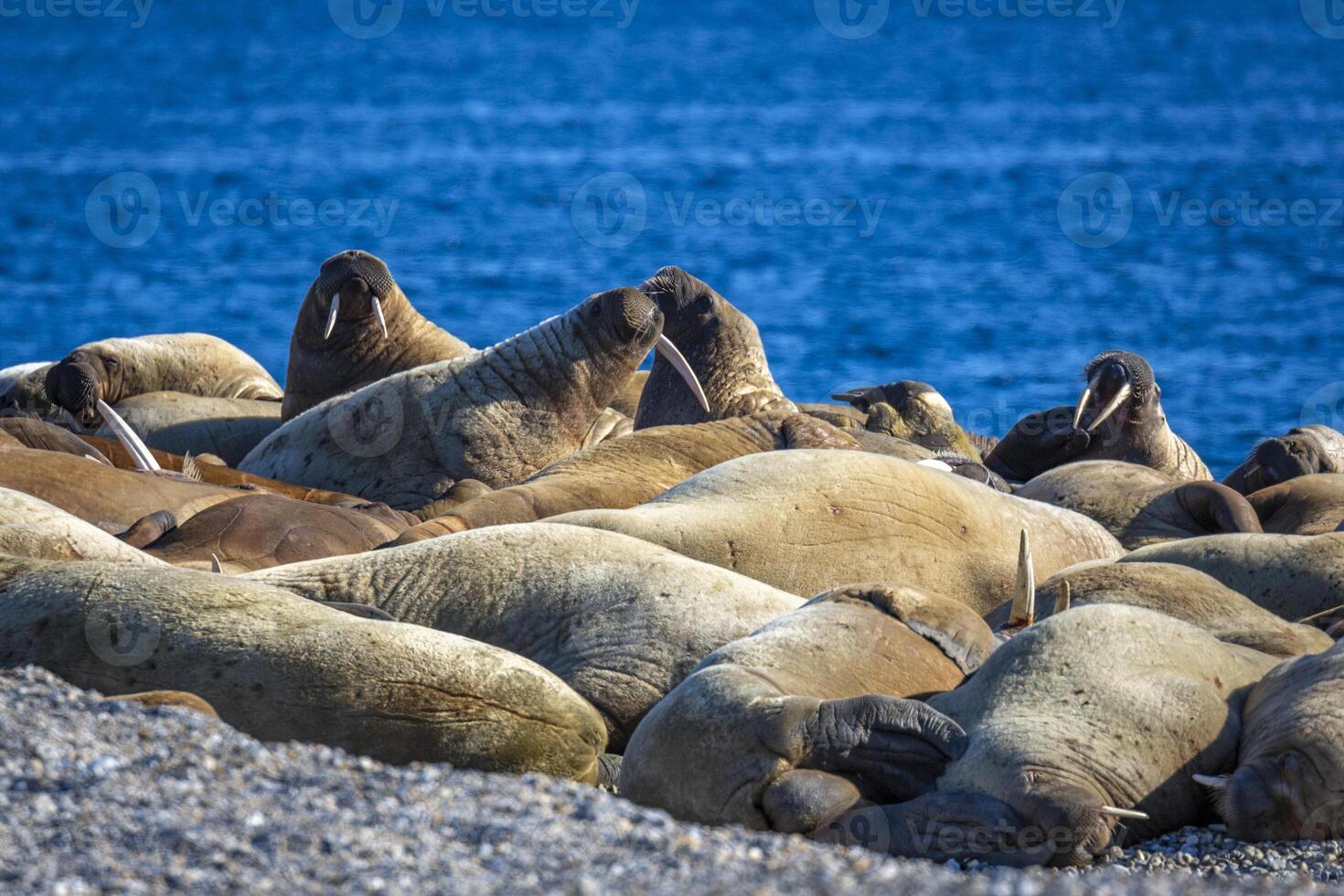 watching a walrus colony in the arctic at Torellneset at the coast of Nordaustlandet photo